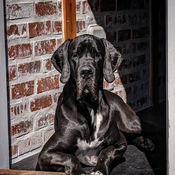 Odin, the Great Dane behind BudgetDoggo